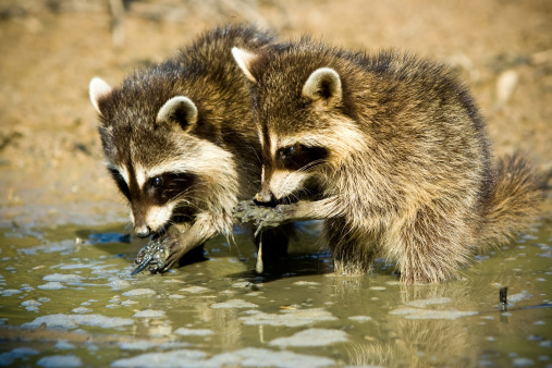 two young raccoons searching for food in the mud