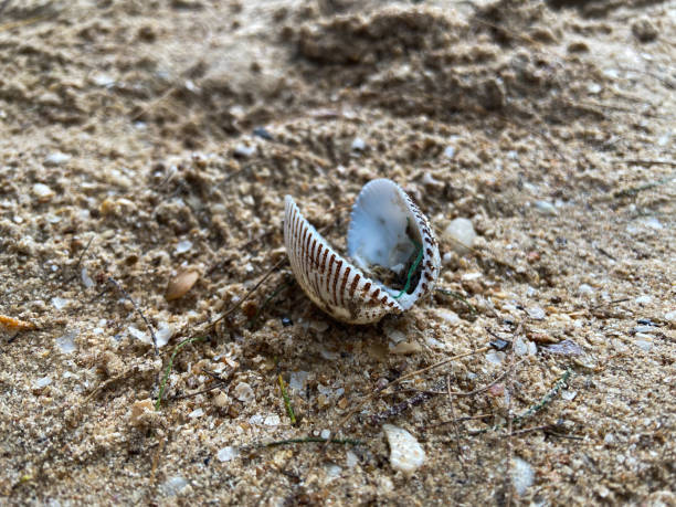istock sea shells on the sand on the beach in various shapes 1470662384