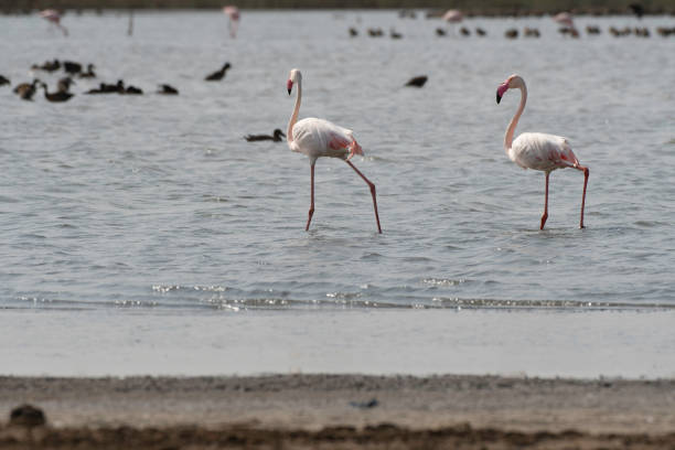 istock Two greater flamingos 1470662606