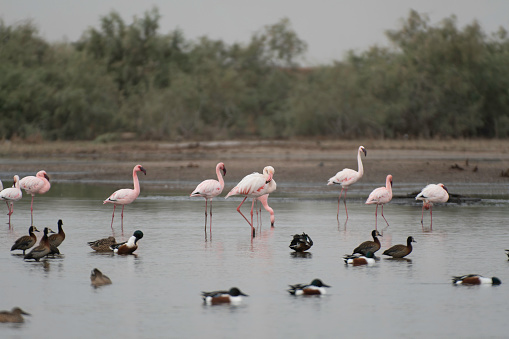 Greater flamingos and lesser flamingos