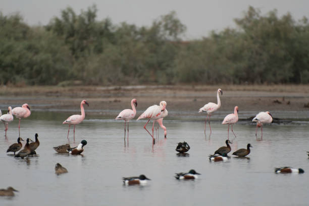 Greater flamingos and lesser flamingos stock photo