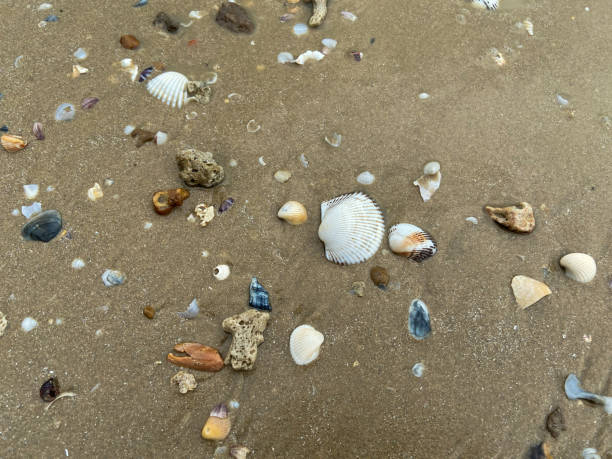 istock sea shells on the sand on the beach in various shapes 1470663164