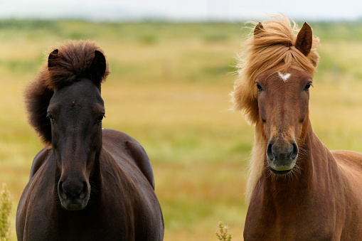 Horses thrive on Iceland
