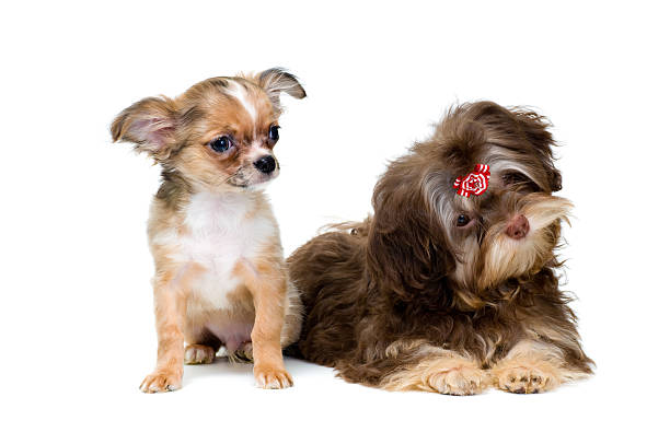 istock Puppies chihuahua and a colour lap dog 147066431