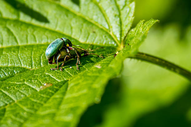 istock Two green nettle weevils mate on a nettle leaf, their iridescent metallic green bodies contrasting with the green leaf, showcasing a rare and intimate moment in the lifecycle of short-nosed weevils. 1470664680