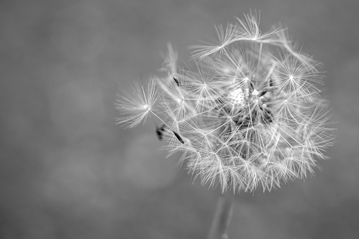 In this monochrome close-up of a dandelion blowball (Taraxacum officinale), the fragility and transience of life are captured in black and white, symbolizing the seasonal transition of the nature.