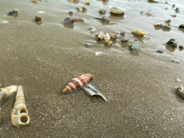 sea shells conus geographus on the sand on the beach in various shapes