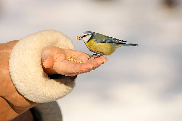 blue tit on human hand stock photo