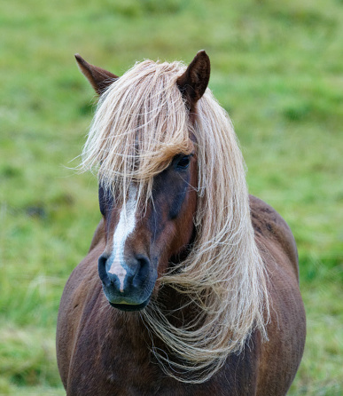 Horses thrive on Iceland