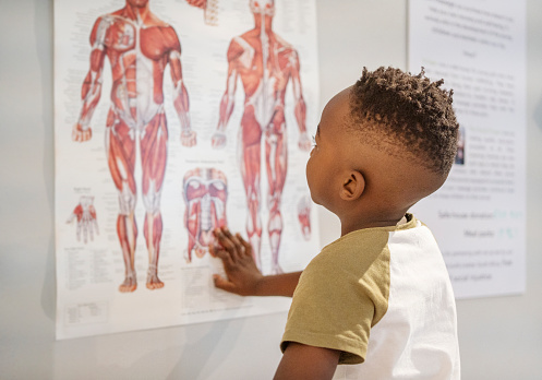 Adorable little boy looking at an anatomical poster on the wall of a doctor's office during an appointment