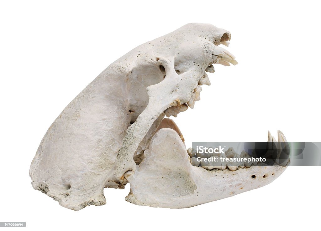 Собака череп с вырезами - Стоковые фото Анатомия роялти-фри