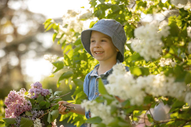 stylish preshcool child, cute boy, enjoying lilac flowers bush in blooming garden - children only tree area exploration freshness imagens e fotografias de stock