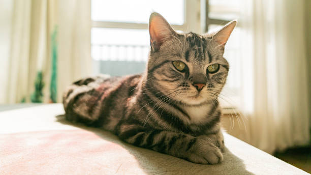istock cat, shorthair, tabby, girl 1470669471