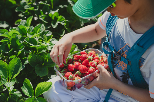 Child picking strawberries. One Asian boy in the organic farm in spring.