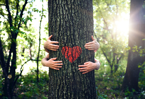 White woman's arms encircling a tree in the forest, holding in her hands a red heart representing the love for nature. Concept of appreciation to the planet