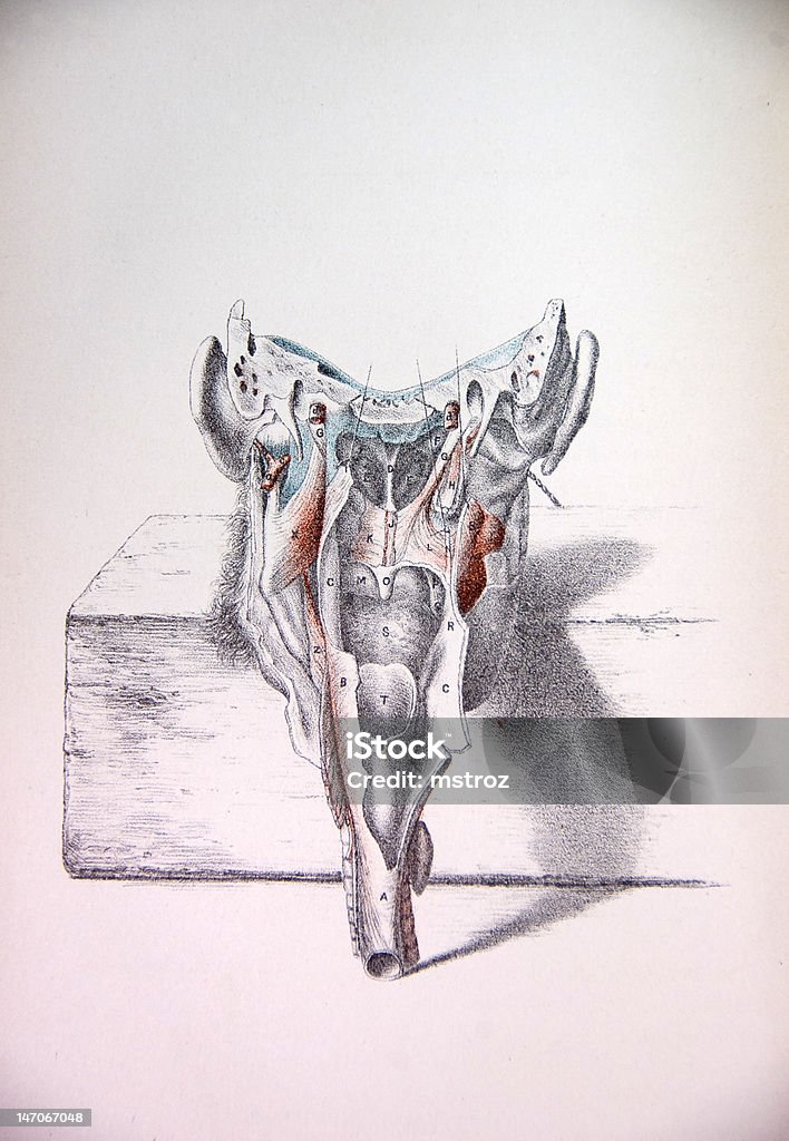 Lithographie Illustration: Anatomie der menschlichen Kopf II - Lizenzfrei Allgemeine menschliche Eigenschaften Stock-Illustration