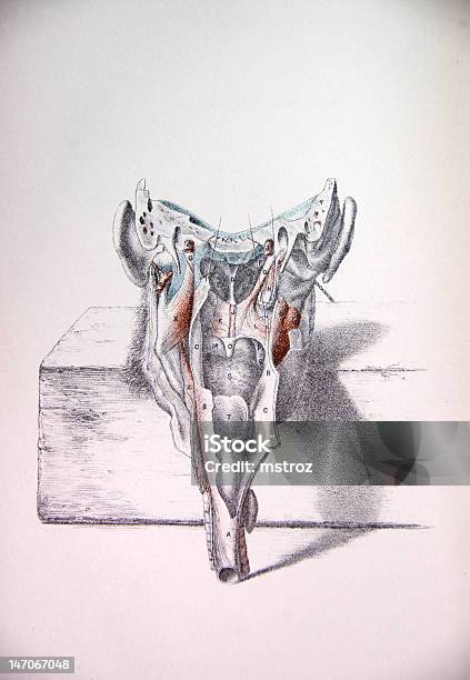 Lithographie Illustration Anatomie Der Menschlichen Kopf Ii Stock Vektor Art und mehr Bilder von Allgemeine menschliche Eigenschaften