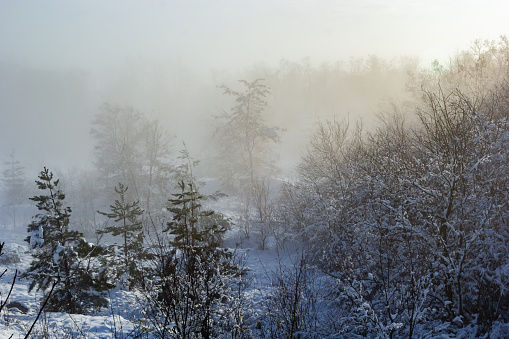 Landscape of a winter snowy forest. Pines, spruces, larches, conifers, deciduous trees in the snow make up the horizon, a white meadow, a ravine covered with shrubs, a temperate zone.