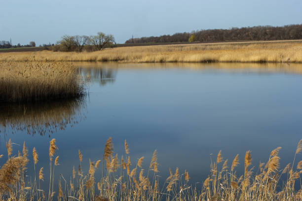 istock Panoramic view of the blue forest lake river at sunset. Soft sunlight, clear sky, reflections on water. Golden bulrush. Early spring. Idyllic landscape. Nature, environment, ecology, ecotourism 1470672822