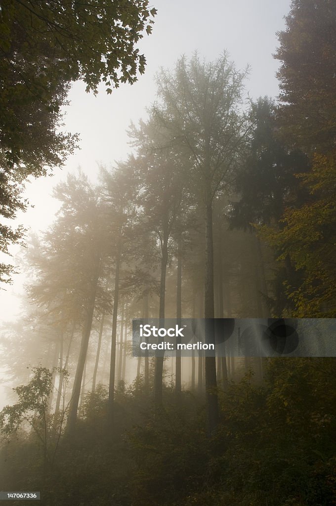 Foggy autunno foresta - Foto stock royalty-free di Abilità