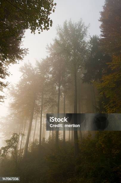 Foggy Autunno Foresta - Fotografie stock e altre immagini di Abilità - Abilità, Alba - Crepuscolo, Albero