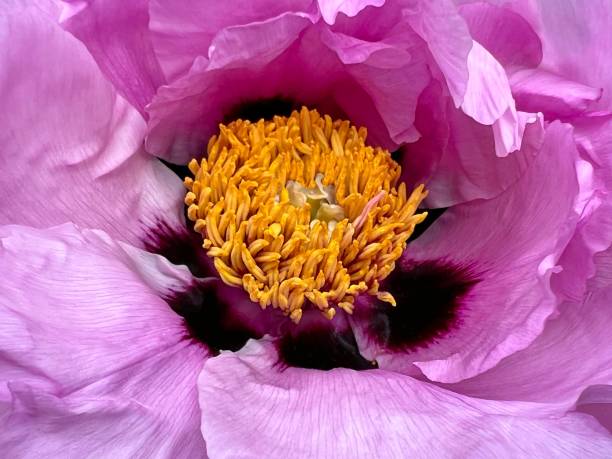 istock Peony pink flower beautiful petals. 1470673870