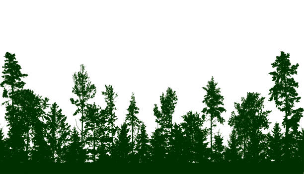 istock Panorama of beautiful forest, silhouette of firs, pines and different deciduous trees. Vector illustration. 1470673879