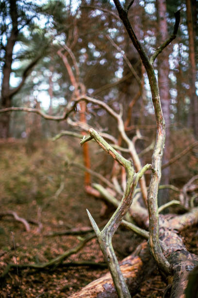 Forest scene - dried up tree lying on the ground.