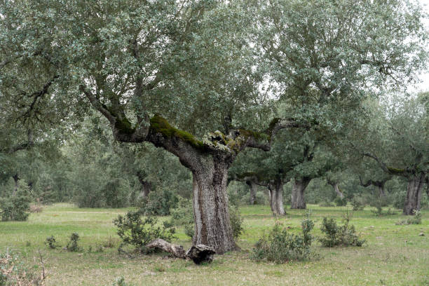 bäume auf der weide an einem nebligen tag - quercus ilex stock-fotos und bilder