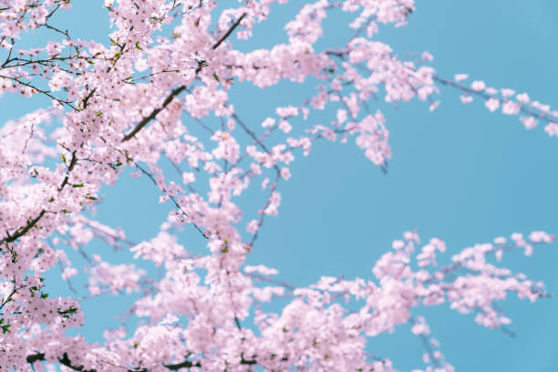 istock Pink plum tree flowers closeup. 1470675947