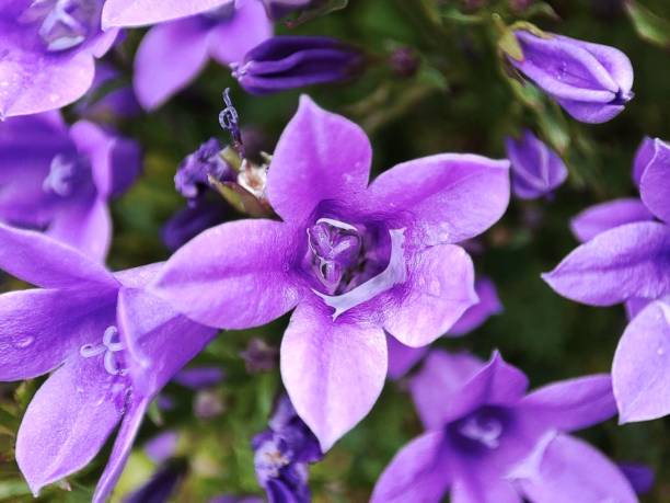 istock Purple flower with water inside 1470676192