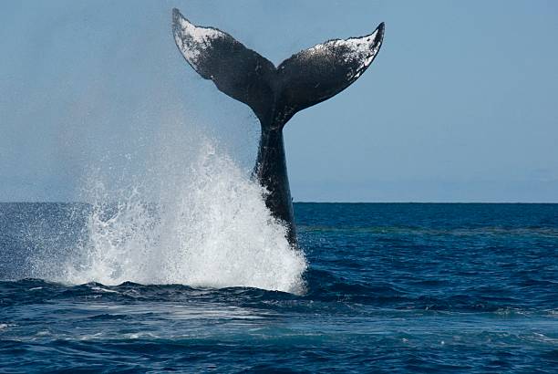 istock Tail of humpback whale splashing water in the ocean 147067620