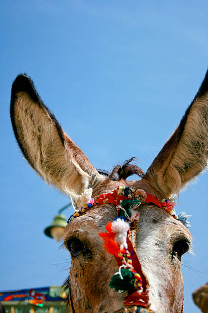 istock Peek-a-boo, donkey sees you! 147067645