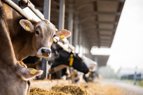 neugierige kuh schaut auf rinderfarm in die kamera. - animals feeding fotos stock-fotos und bilder