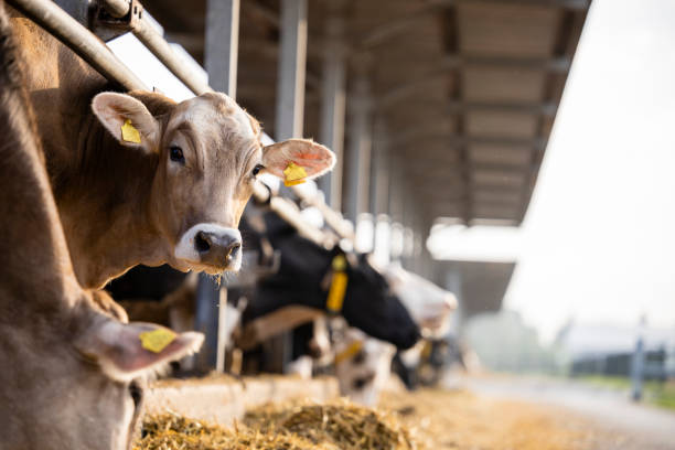 любопытная корова смотрит в камеру на животноводческой ферме. - cattle shed cow animal стоковые фото и изображения