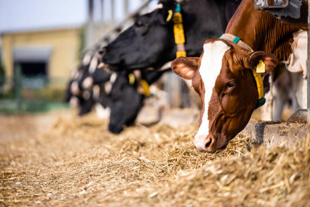 diário de vacas comendo na moderna fazenda de gado livre. - ayrshire cattle cow husbandry cattle - fotografias e filmes do acervo