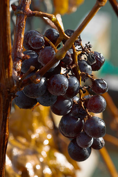 Grape Vine stock photo