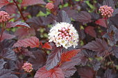 Not fully opened white flowers and buds of purple leaved Physocarpus opulifolius in May