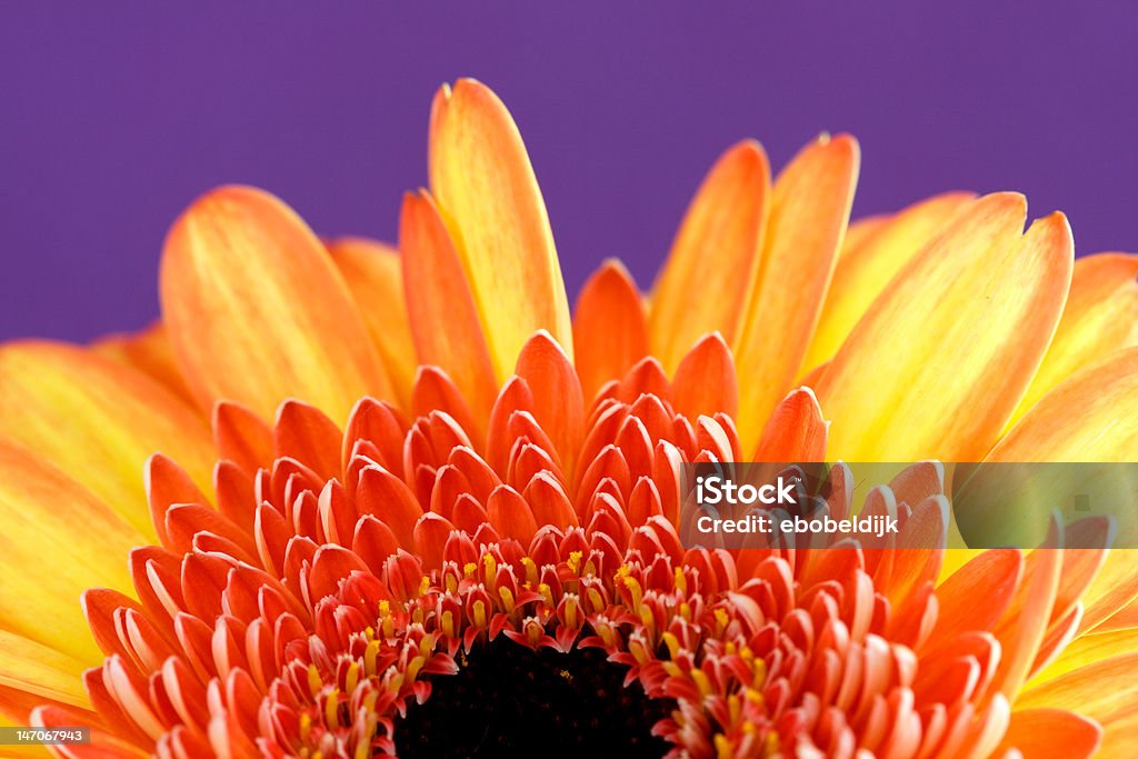 Gerbera Kwiat jasne jak słońce - Zbiór zdjęć royalty-free (Bliskie zbliżenie)