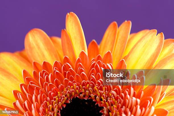 Flor Gerbera Como O Sol Brilhante - Fotografias de stock e mais imagens de Arte - Arte, Arte e Artesanato - Arte visual, Claro