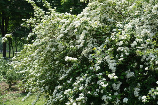 istock Flowering Spiraea vanhouttei bush in mid May 1470679868