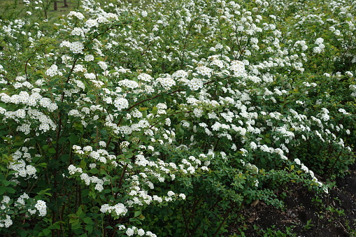 Lots of white flowers of Spiraea vanhouttei in May
