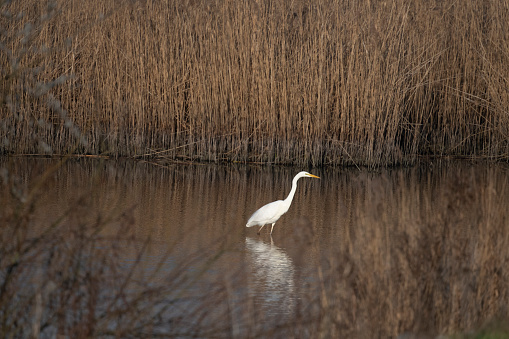 Great egret (Ardea alba), also known as the common egret, large egret or (in the Old World) great white heron in the Reevediep swamp area in Overijssel, Netherlands.