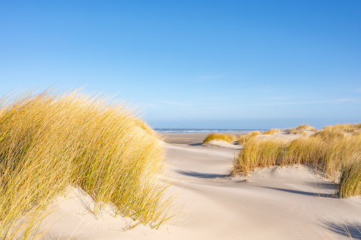 Small sand dunes at the empty beach of Schiermonnikoog island in the Wadden sea region. Marram grass is growing on the small sand dunes at the empty beach during this beautiful winter day with the waves of the North Sea in the background.