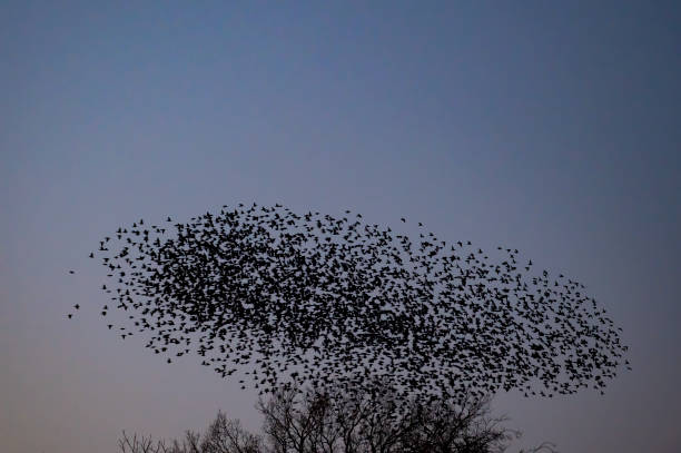 istock Starling murmuration with flying birds in the sky during sunset 1470680452