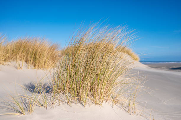 istock Beach at the island Schiermonnikoog in the Wadden sea 1470680708