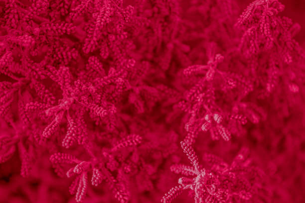 Red floral background. Plant Fragrant evergreen shrub Santolina. Garden Viva magenta flower. Red floral background. Plant Fragrant evergreen shrub Santolina. Garden flower. Bush in the flower bed. Santolina Viva magenta selective focus. santolina rosmarinifolia stock pictures, royalty-free photos & images