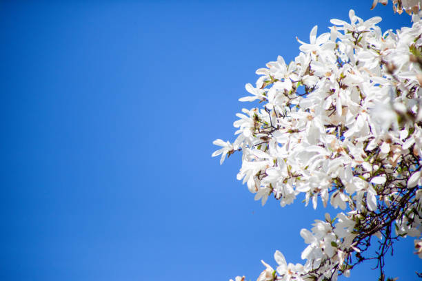 istock White magnolia and blue sky in spring. Floral background. Flowering trees. Nature. Copy space. 1470680715