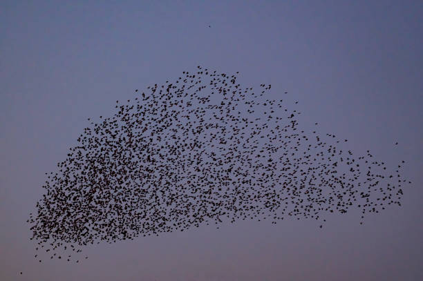 istock Starling murmuration with flying birds in the sky during sunset 1470680736