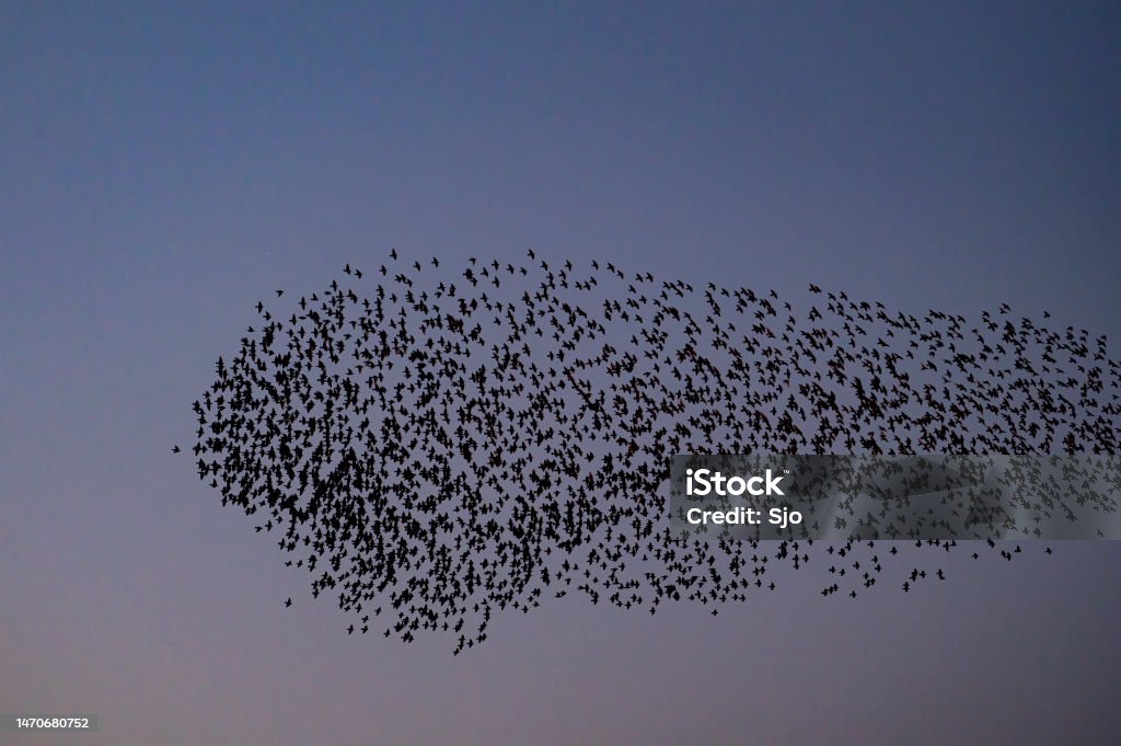 Flying Insect Murmurations Starling Murmuration With Flying Birds In The Sky During Sunset Stock ...